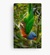 Just hanging. (Rainbow Lorikeet) Canvas Print