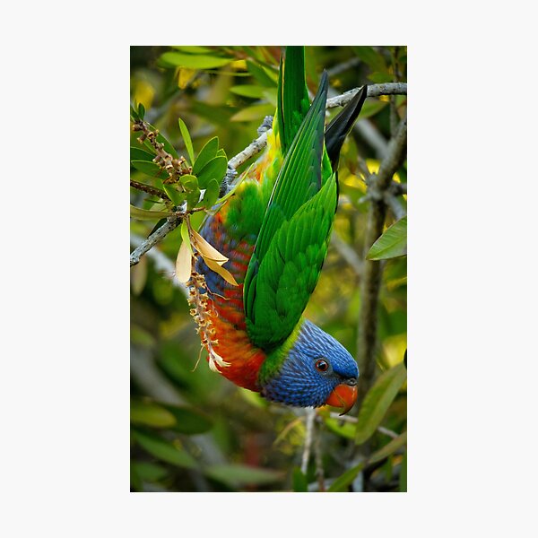 Item preview, Just hanging. (Rainbow Lorikeet) designed and sold by theleastone.