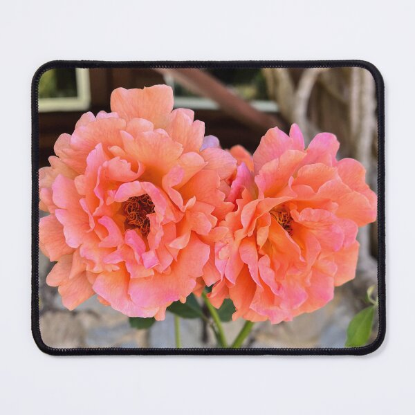 Item preview, Apricot Floribunda Rose – Elegant Botanical Flower Photography designed and sold by Be Captured by Brittany Emma.