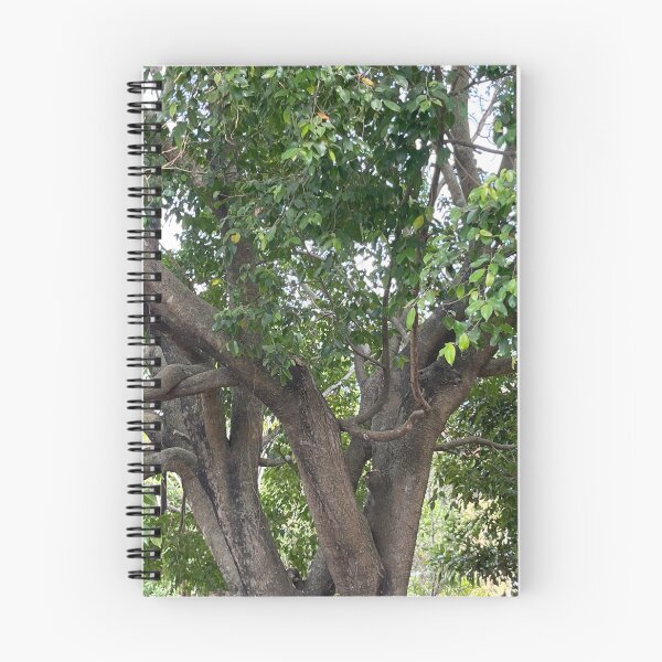 Item preview, Afternoon Tree Photo designed and sold by eliamayor.