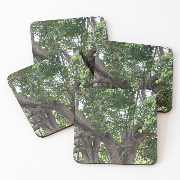 Item preview, Afternoon Tree Photo designed and sold by eliamayor.