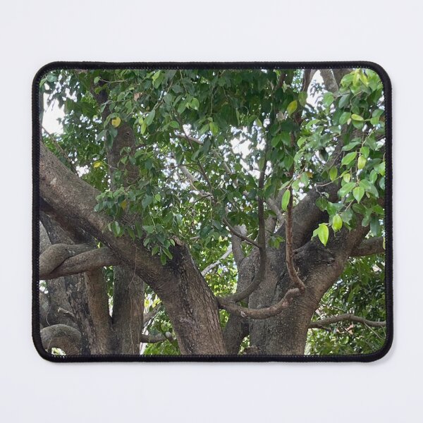 Item preview, Afternoon Tree Photo designed and sold by eliamayor.