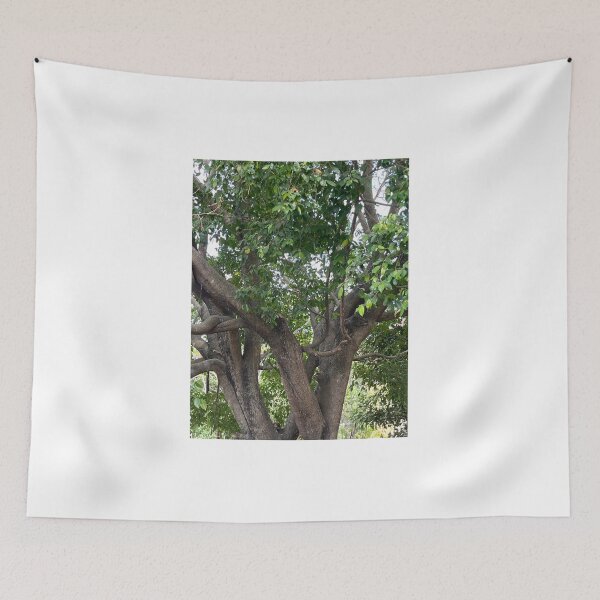 Item preview, Afternoon Tree Photo designed and sold by eliamayor.
