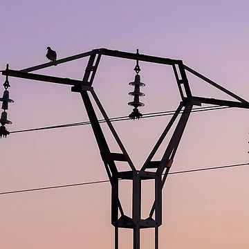 Artwork thumbnail, Pigeon Power by Ralph Goldsmith