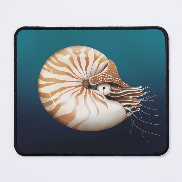 Item preview, Vintage Chambered Nautilus Shell in Deep Sea  designed and sold by Karin Taylor.