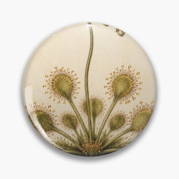 Item preview, Sundew Carnivorous Plant | Vintage Botanical Specimen Art | Botany Geek Gift designed and sold by Brackenlume Studio.