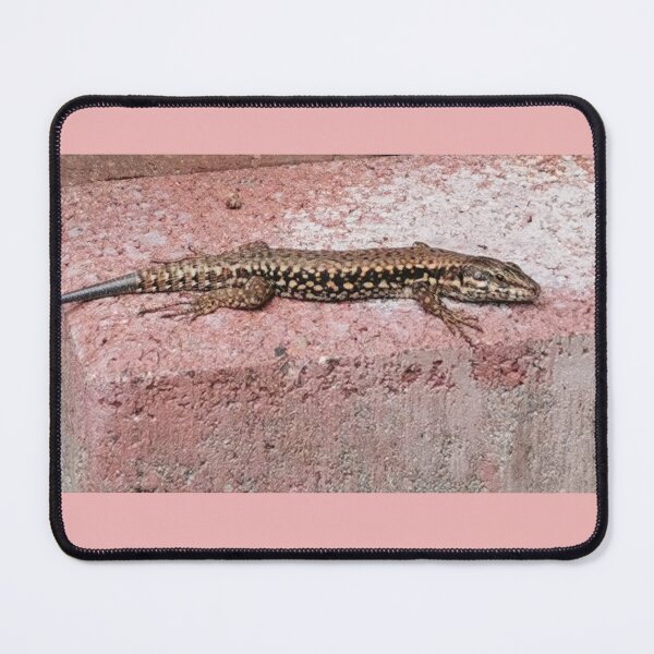 Item preview, The lizard sunbathing designed and sold by BooView.