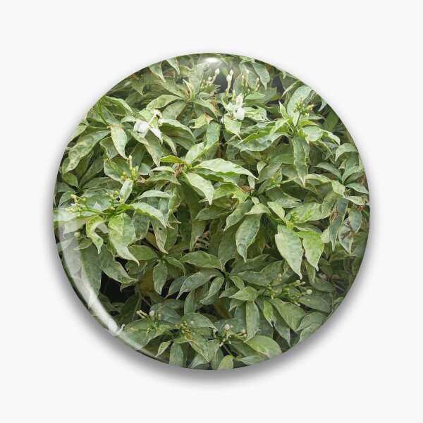 Item preview, Variegated Crepe Jasmine with White Flowers in a Tropical Garden designed and sold by PhuongVoArt.