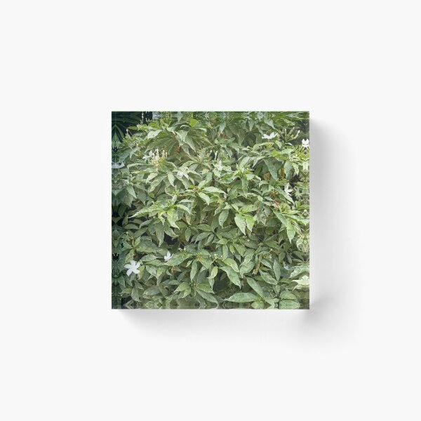 Item preview, Variegated Crepe Jasmine with White Flowers in a Tropical Garden designed and sold by PhuongVoArt.