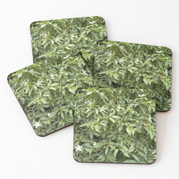 Item preview, Variegated Crepe Jasmine with White Flowers in a Tropical Garden designed and sold by PhuongVoArt.