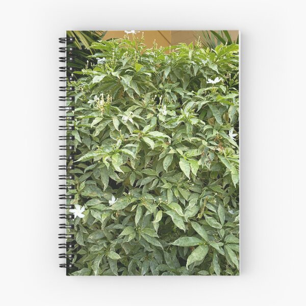 Item preview, Variegated Crepe Jasmine with White Flowers in a Tropical Garden designed and sold by PhuongVoArt.