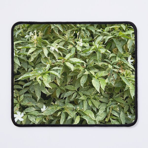 Item preview, Variegated Crepe Jasmine with White Flowers in a Tropical Garden designed and sold by PhuongVoArt.