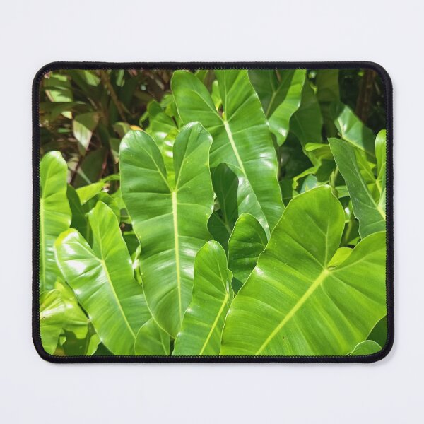 Item preview, Glossy Tropical Elephant Ear Leaves in Bright Sunlight Garden designed and sold by PhuongVoArt.