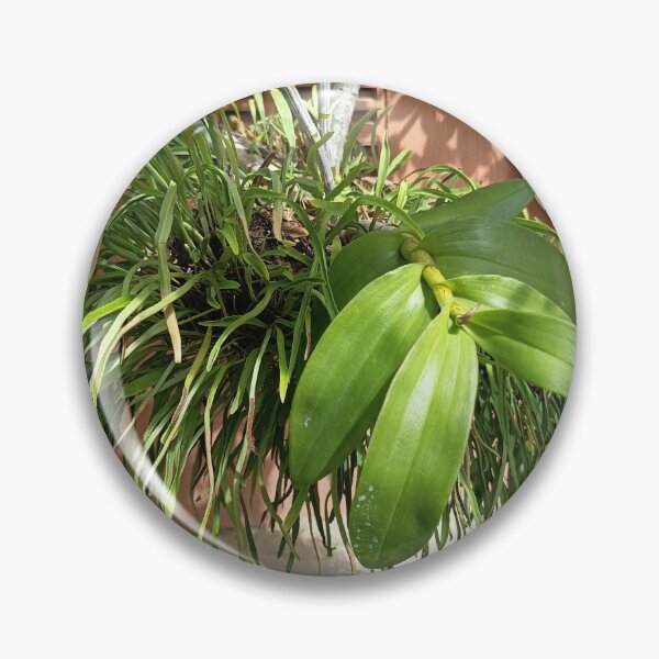 Item preview, Tropical Epiphytic Orchid Growing on a Tree in a Lush Garden designed and sold by PhuongVoArt.