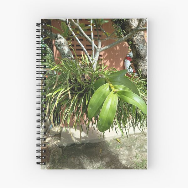 Item preview, Tropical Epiphytic Orchid Growing on a Tree in a Lush Garden designed and sold by PhuongVoArt.