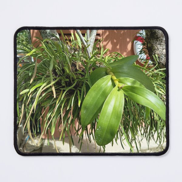 Item preview, Tropical Epiphytic Orchid Growing on a Tree in a Lush Garden designed and sold by PhuongVoArt.
