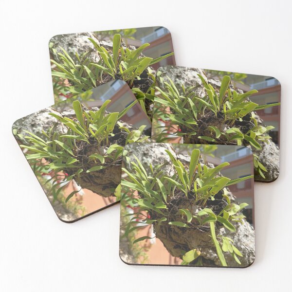 Item preview, Epiphytic Fern Growing on a Tree Trunk in a Tropical Garden designed and sold by PhuongVoArt.