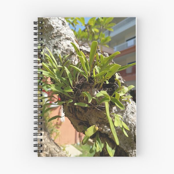 Item preview, Epiphytic Fern Growing on a Tree Trunk in a Tropical Garden designed and sold by PhuongVoArt.