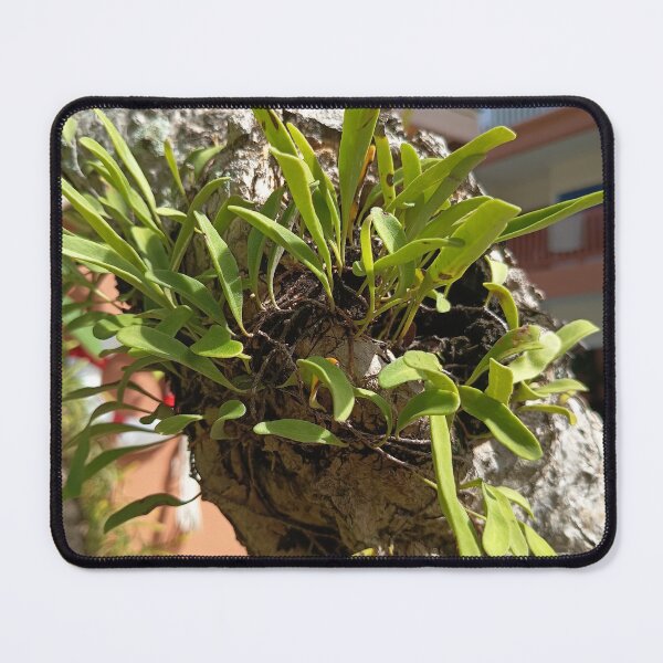 Item preview, Epiphytic Fern Growing on a Tree Trunk in a Tropical Garden designed and sold by PhuongVoArt.