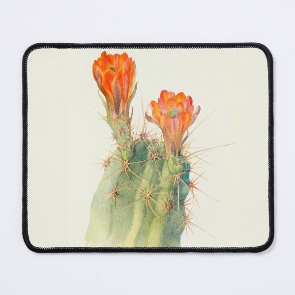 Item preview, Hedgehog Cactus by Margaret Armstrong (1915) designed and sold by Vernissage-dart.