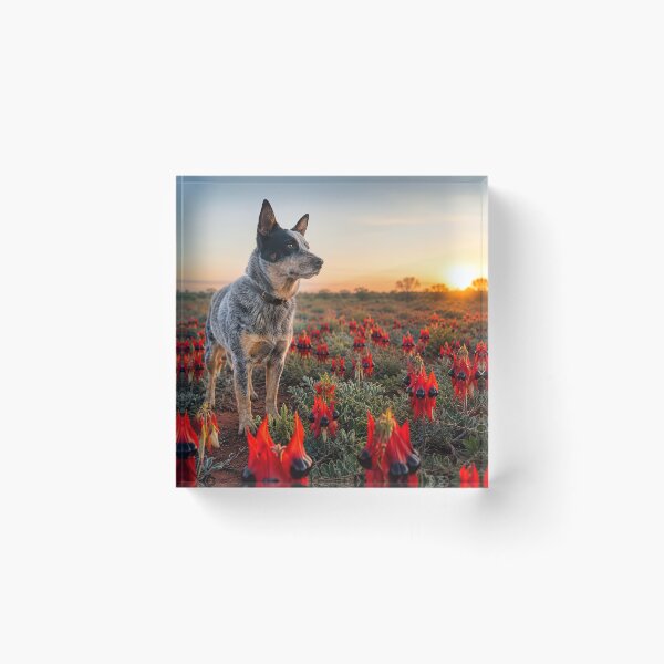 Item preview, Australian Cattle Dog designed and sold by andreisky.