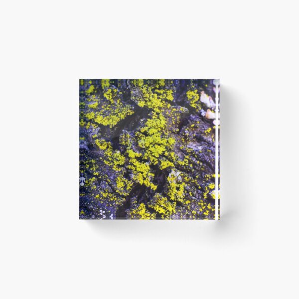 Item preview, Moss Shelter: Nature Art designed and sold by Davekyoart.
