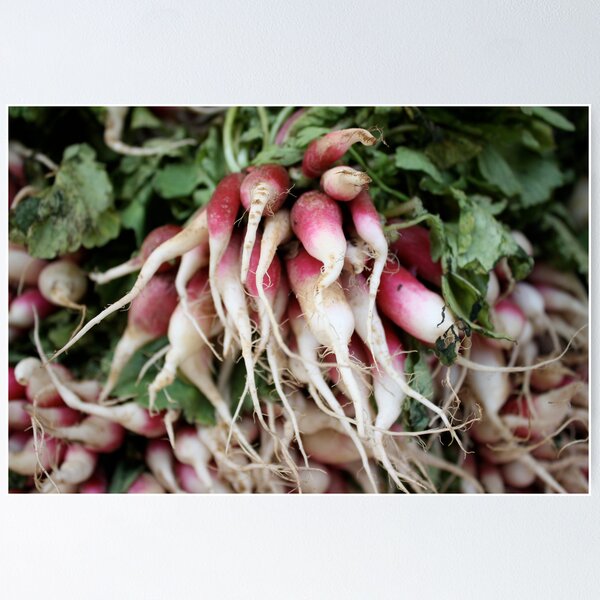 Item preview, Radishes designed and sold by BLAMB.