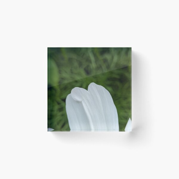 Item preview, White Cosmos Petal Tips, Extreme Macro Botanical Photography designed and sold by PrettyAround.