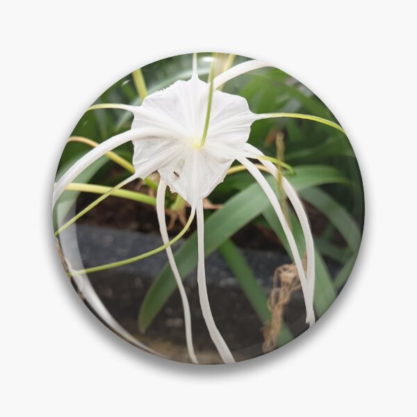 Item preview, White Spider Lily Flower Close Up in Tropical Garden designed and sold by PhuongVoArt.