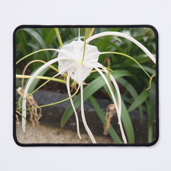 Item preview, White Spider Lily Flower Close Up in Tropical Garden designed and sold by PhuongVoArt.