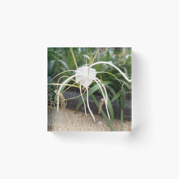 Artikelvorschau, White Spider Lily Flower Close Up in Tropical Garden entworfen und verkauft von PhuongVoArt.