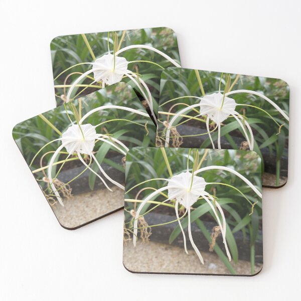 Item preview, White Spider Lily Flower Close Up in Tropical Garden designed and sold by PhuongVoArt.