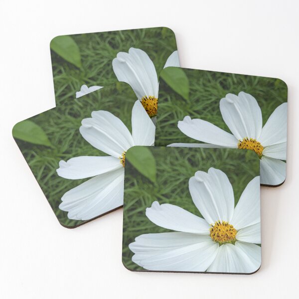Item preview, White Cosmos Flower in Full Bloom, Macro Garden Photography designed and sold by PrettyAround.