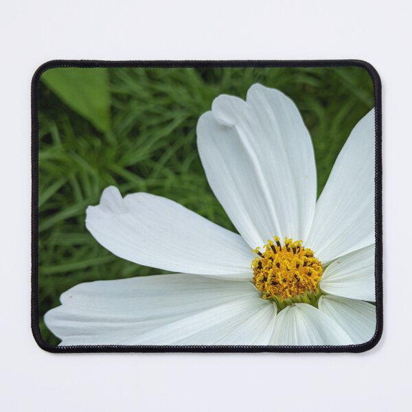 Item preview, White Cosmos Flower in Full Bloom, Macro Garden Photography designed and sold by PrettyAround.