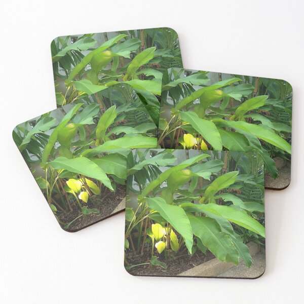 Item preview, Lush Tropical Banana Plants with Green Leaves in Garden designed and sold by PhuongVoArt.