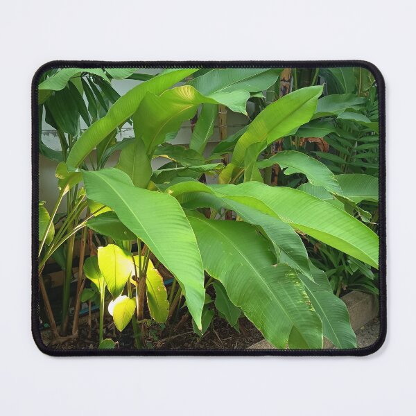 Item preview, Lush Tropical Banana Plants with Green Leaves in Garden designed and sold by PhuongVoArt.