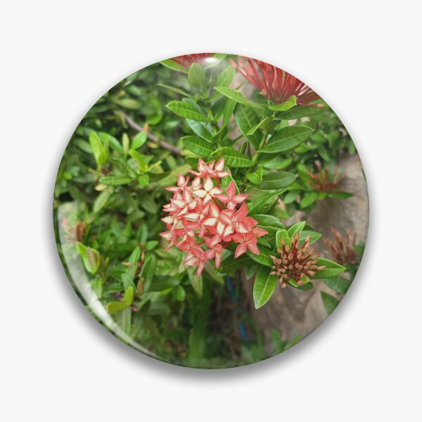 Item preview, Red Ixora Flowers Blooming in Tropical Garden Close Up designed and sold by PhuongVoArt.