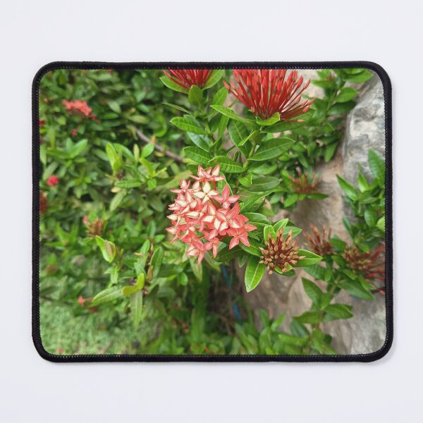 Item preview, Red Ixora Flowers Blooming in Tropical Garden Close Up designed and sold by PhuongVoArt.