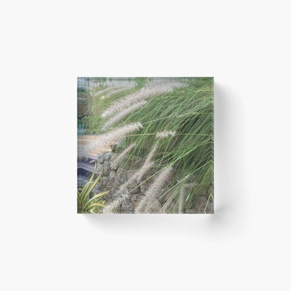 Item preview, Fountain Grass with Soft Feathery Plumes in Tropical Garden designed and sold by PhuongVoArt.