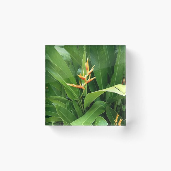 Item preview, Orange Heliconia Flower with Lush Green Tropical Leaves designed and sold by PhuongVoArt.