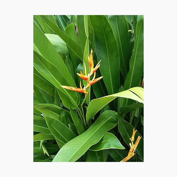 Item preview, Orange Heliconia Flower with Lush Green Tropical Leaves designed and sold by PhuongVoArt.