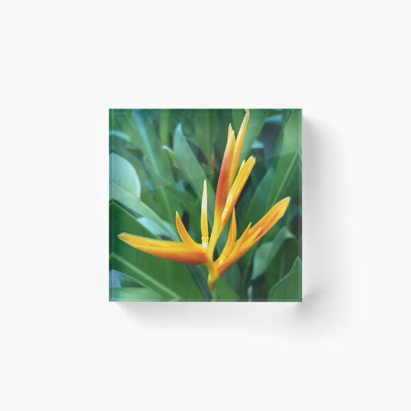 Item preview, Orange Heliconia Flower Close Up with Green Tropical Leaves designed and sold by PhuongVoArt.