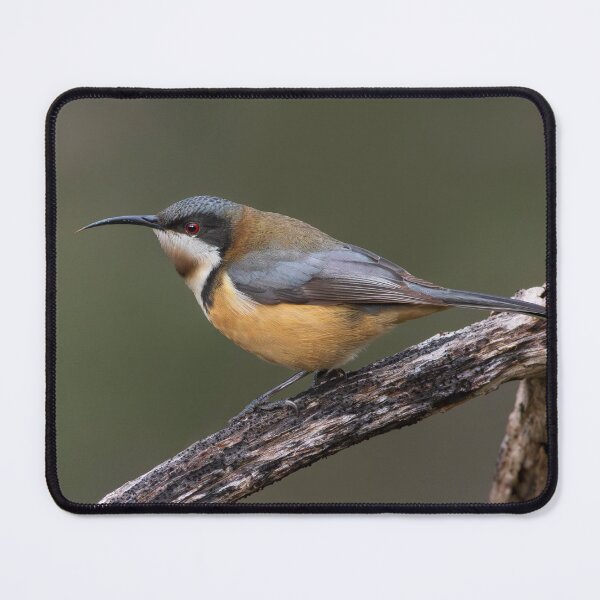 Item preview, Eastern Spinebill Melton designed and sold by David  Hibberd.