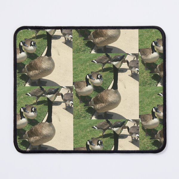 Item preview, Gathering of Canada Geese Real Photo designed and sold by KaleChub.