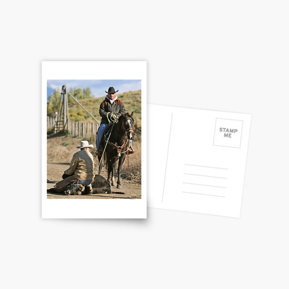Checking the Calf Postcard