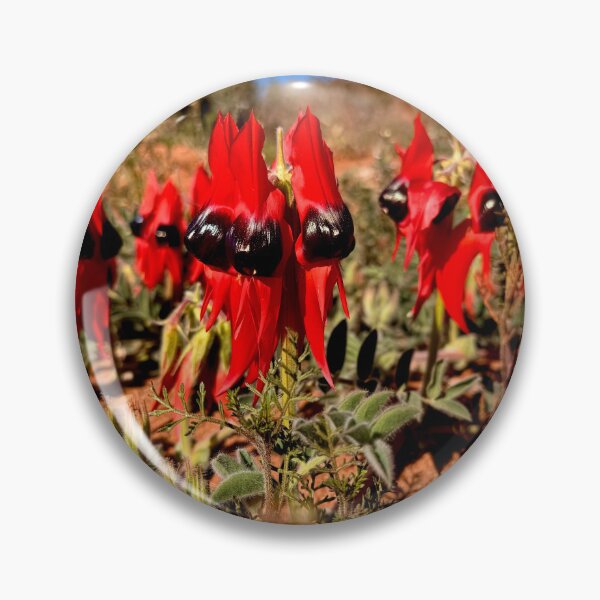 Item preview, Sturt Desert Peas, Far West NSW, Australia. July 2026.  designed and sold by Felicity McLeod.