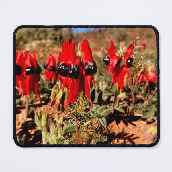 Item preview, Sturt Desert Peas, Far West NSW, Australia. July 2026. designed and sold by Felicity McLeod.