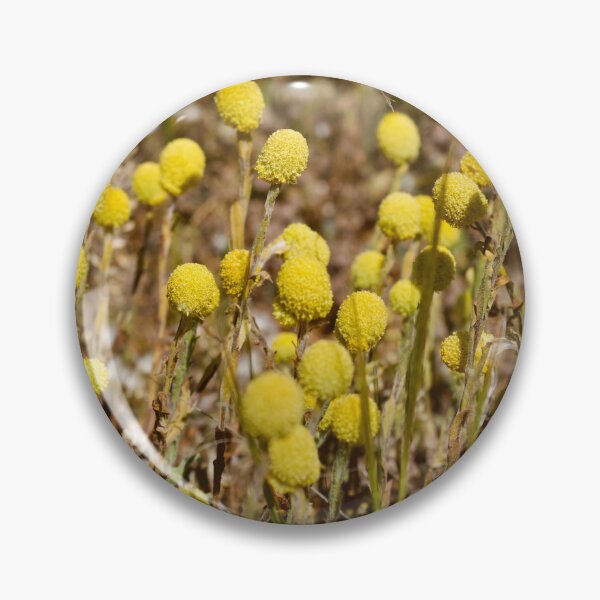 Item preview, Billy Buttons, Far West NSW, Australia, Sep 2022. designed and sold by Felicity McLeod.