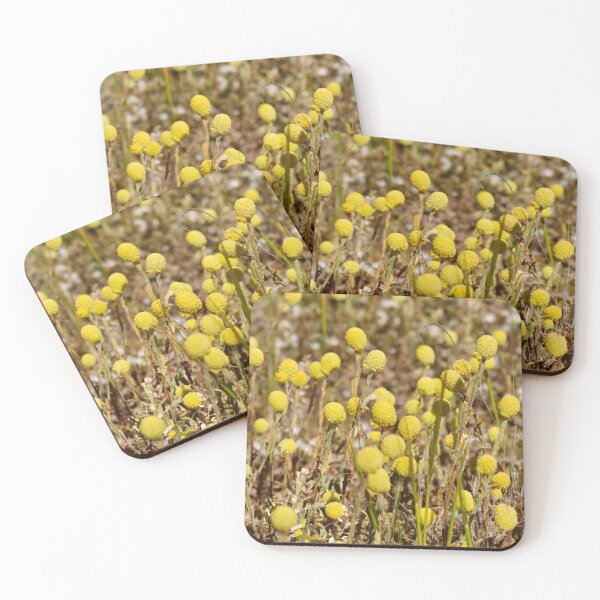 Item preview, Billy Buttons, Far West NSW, Australia, Sep 2022. designed and sold by Felicity McLeod.