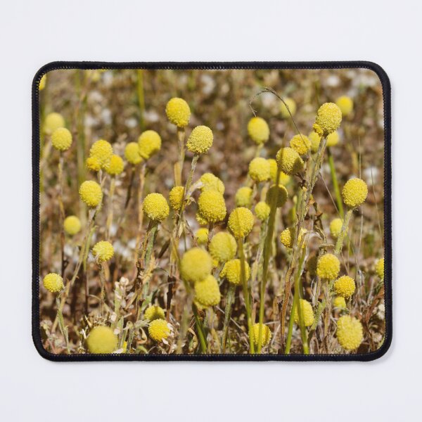 Item preview, Billy Buttons, Far West NSW, Australia, Sep 2022. designed and sold by Felicity McLeod.